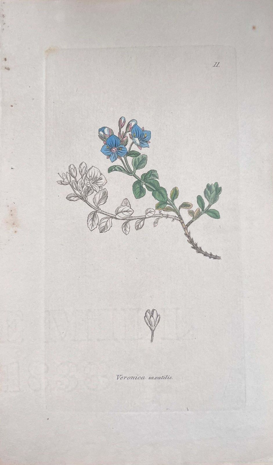 Unknownset Of Six Fine Antique British Hand Coloured Botanical Prints, Circa 1900'searly Mid 19th Century photo Art