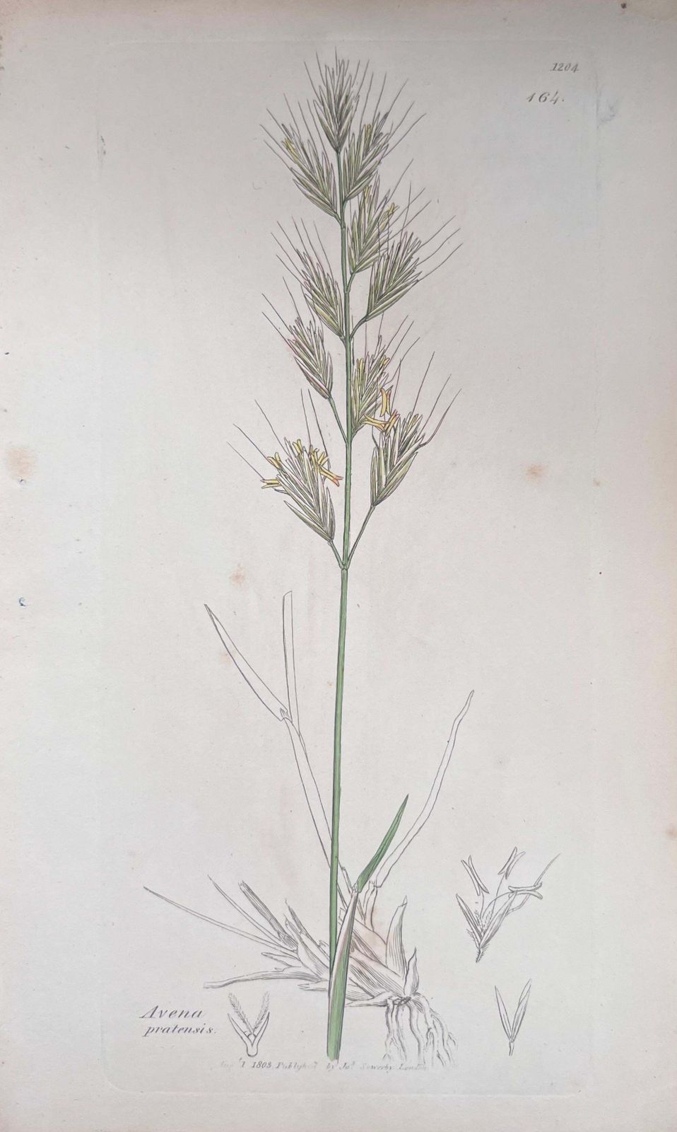 Unknownset Of Six Fine Antique British Hand Coloured Botanical Prints, Circa 1900'searly Mid 19th Century photo buy
