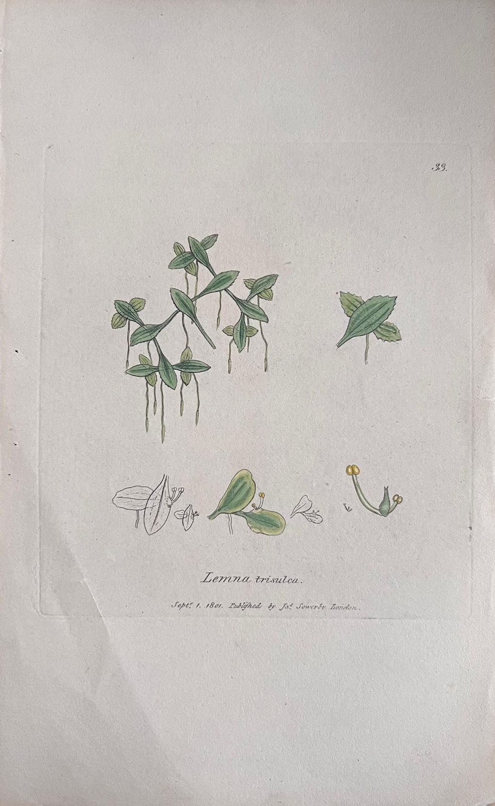 Unknownset Of Six Fine Antique British Hand Coloured Botanical Prints, Circa 1900'searly Mid 19th Century photo furniture