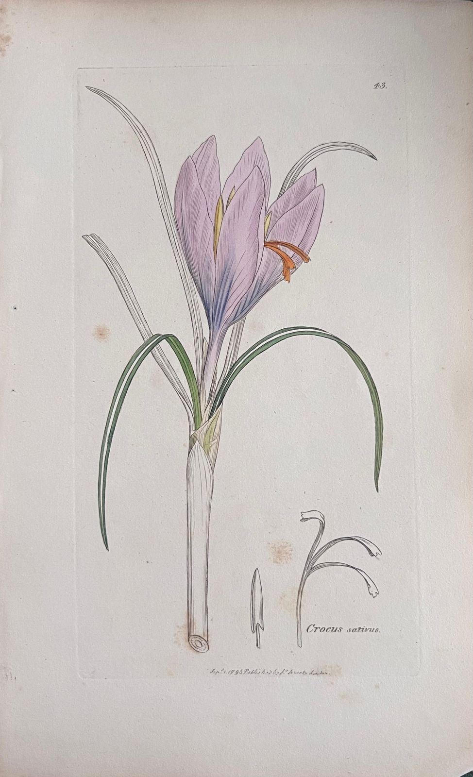 Unknownset Of Six Fine Antique British Hand Coloured Botanical Prints, Circa 1900'searly Mid 19th Century photo vinterior
