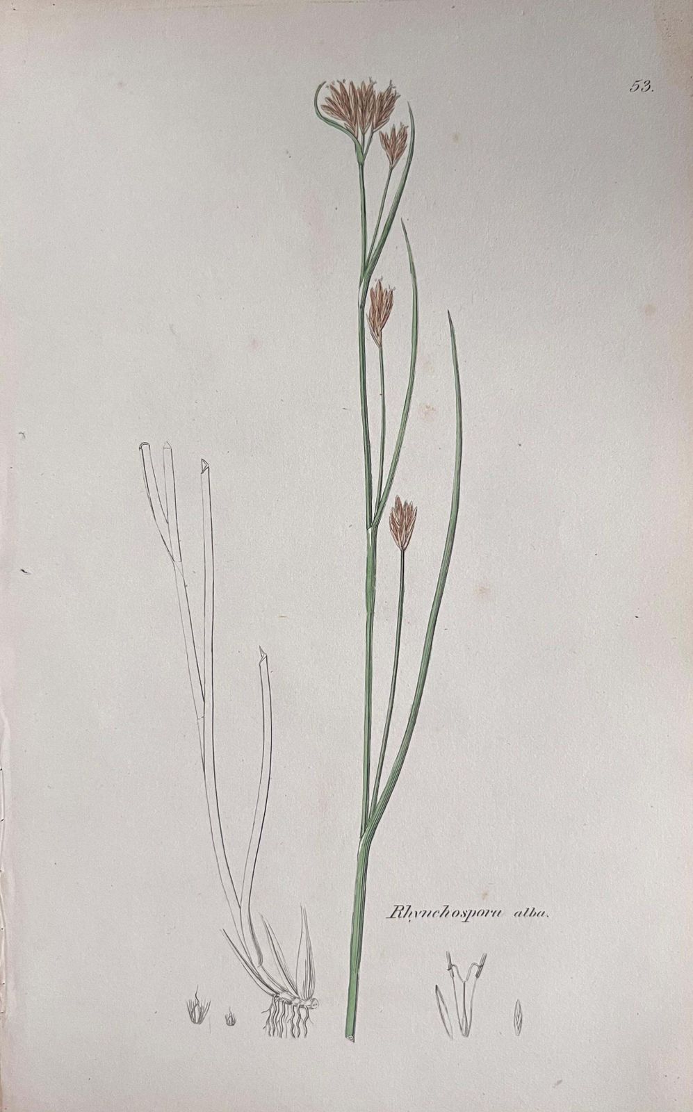 Unknownset Of Six Fine Antique British Hand Coloured Botanical Prints, Circa 1900'searly Mid 19th Century photo for sale