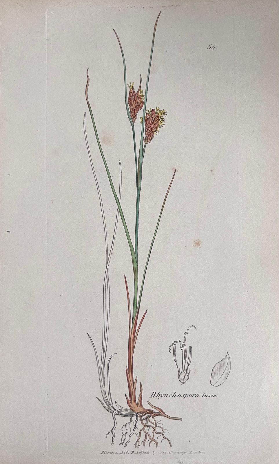 Unknownset Of Six Fine Antique British Hand Coloured Botanical Prints, Circa 1900'searly Mid 19th Century photo Art
