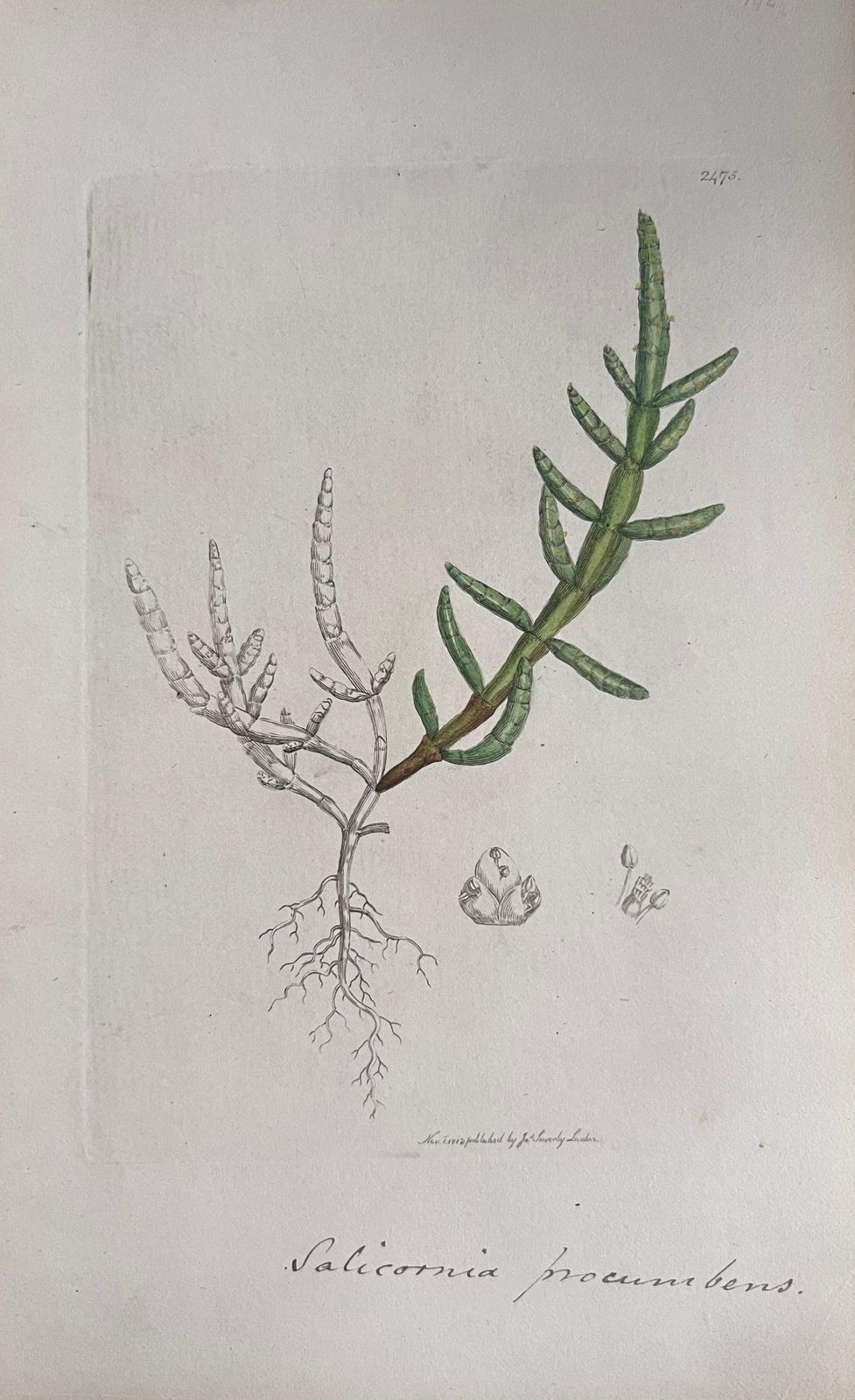 Unknownset Of Six Fine Antique British Hand Coloured Botanical Prints, Circa 1900'searly Mid 19th Century photo 407.0
