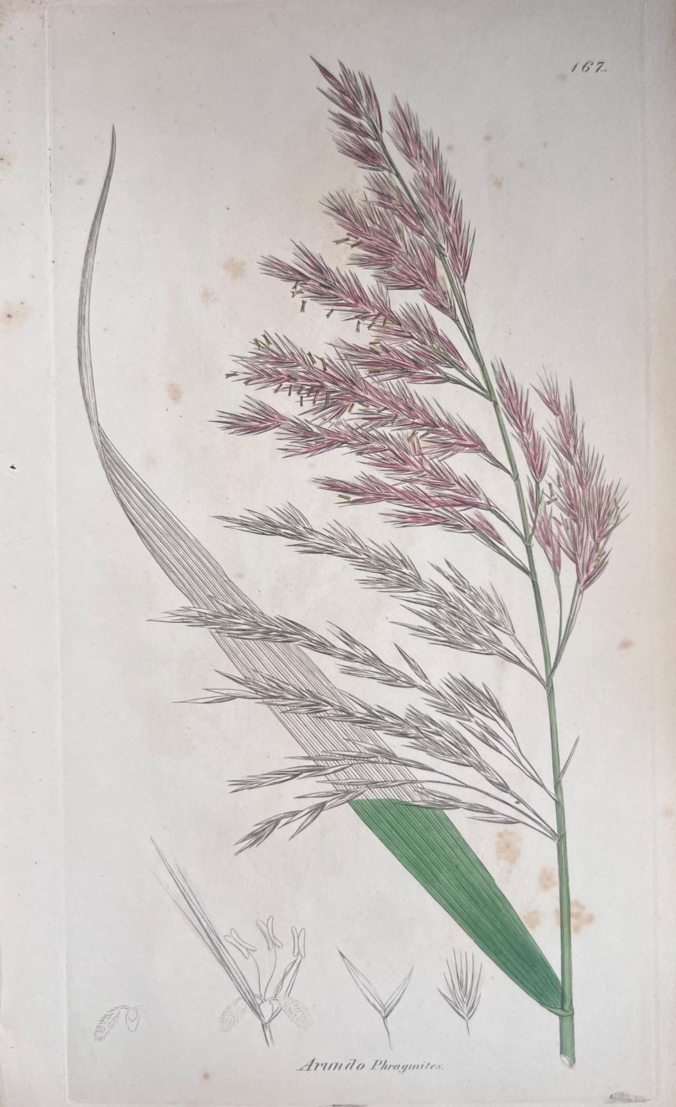 Unknownset Of Six Fine Antique British Hand Coloured Botanical Prints, Circa 1900'searly Mid 19th Century photo Art