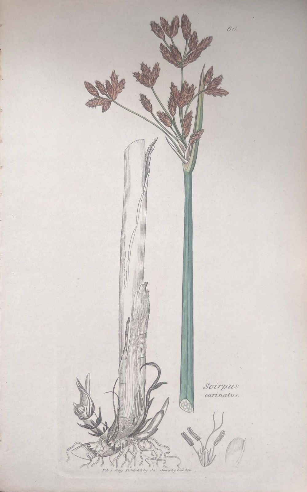 Unknownset Of Six Fine Antique British Hand Coloured Botanical Prints, Circa 1900'searly Mid 19th Century photo for sale