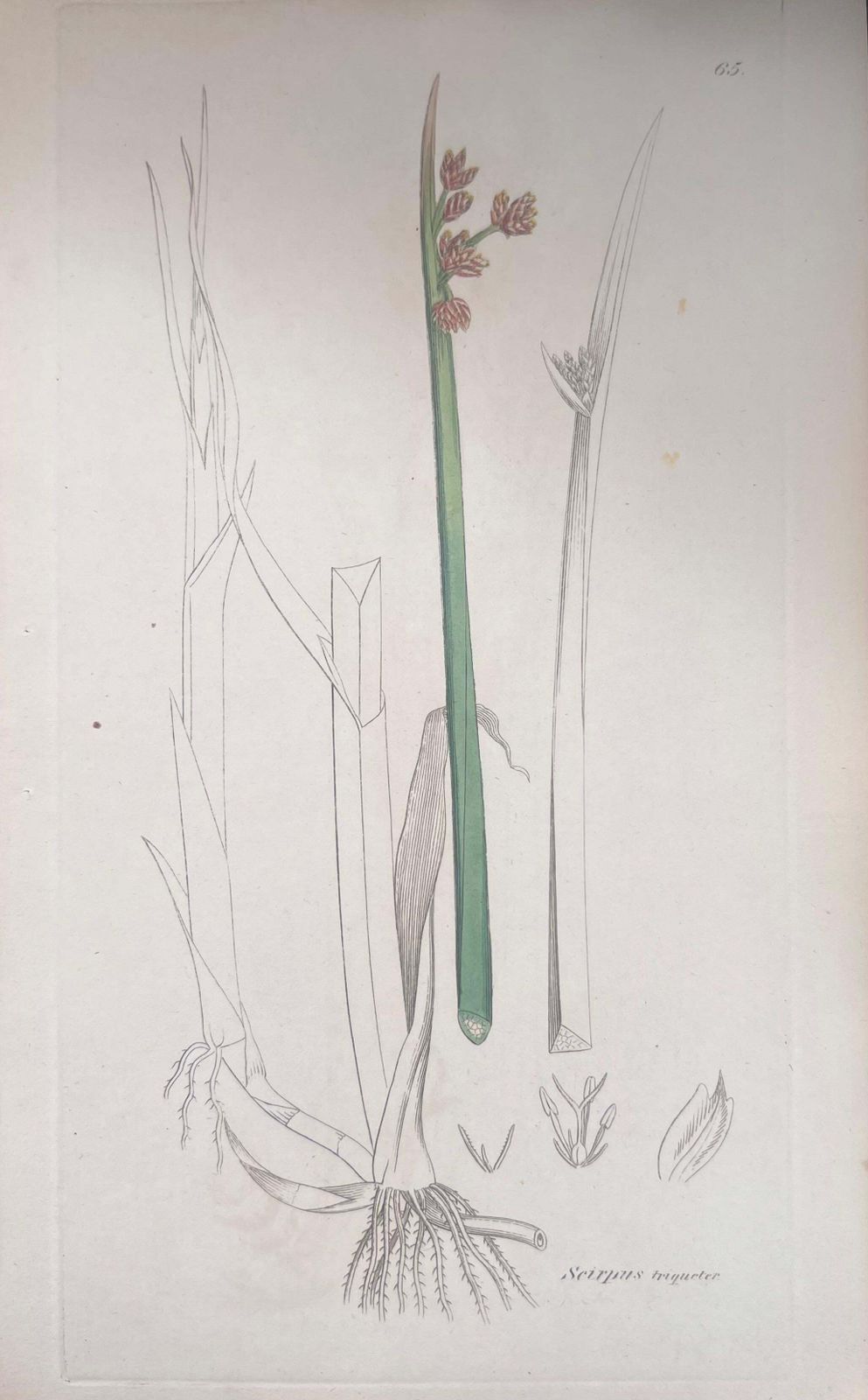 Unknownset Of Six Fine Antique British Hand Coloured Botanical Prints, Circa 1900'searly Mid 19th Century photo 408.0