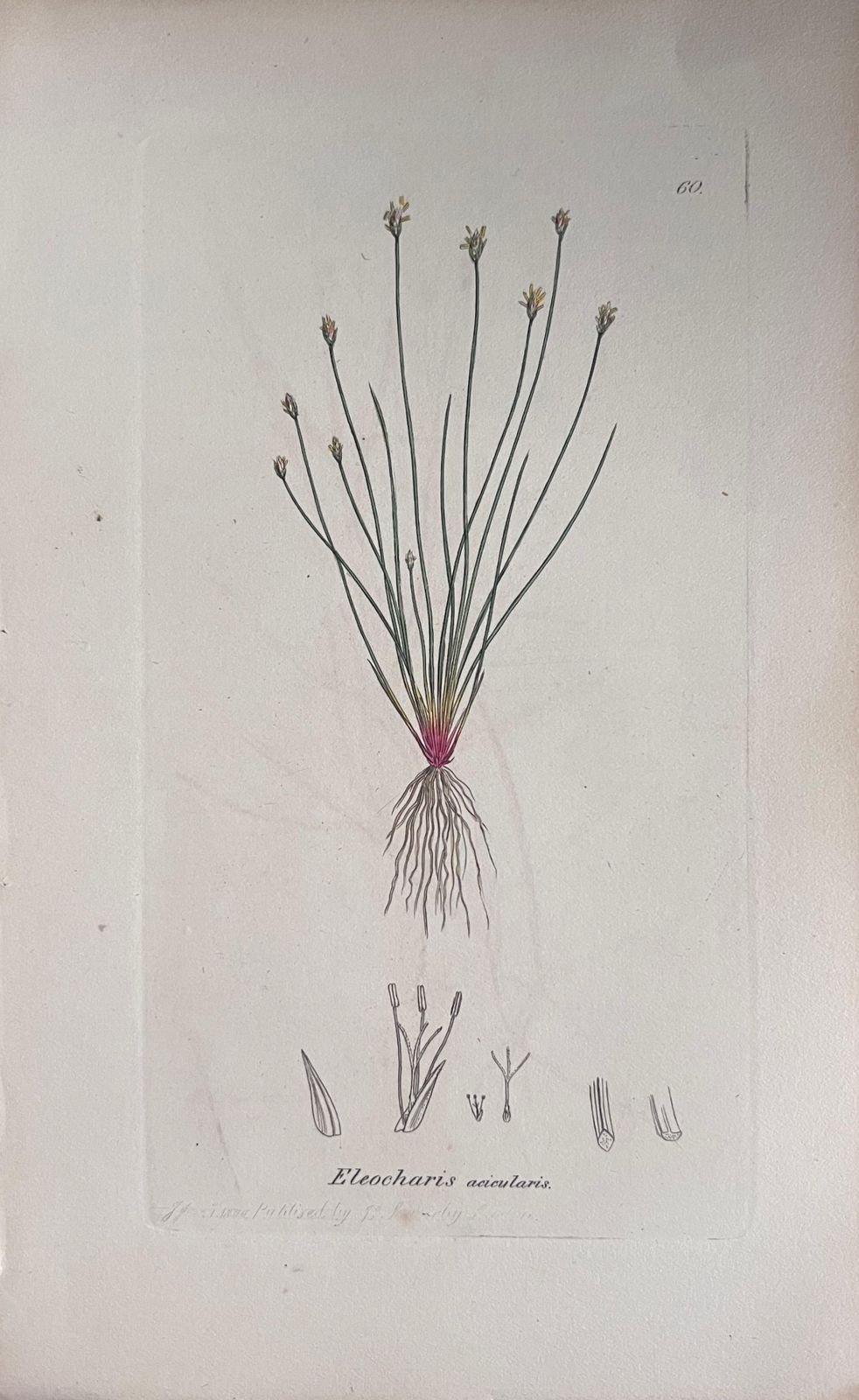 Unknownset Of Six Fine Antique British Hand Coloured Botanical Prints, Circa 1900'searly Mid 19th Century photo furniture