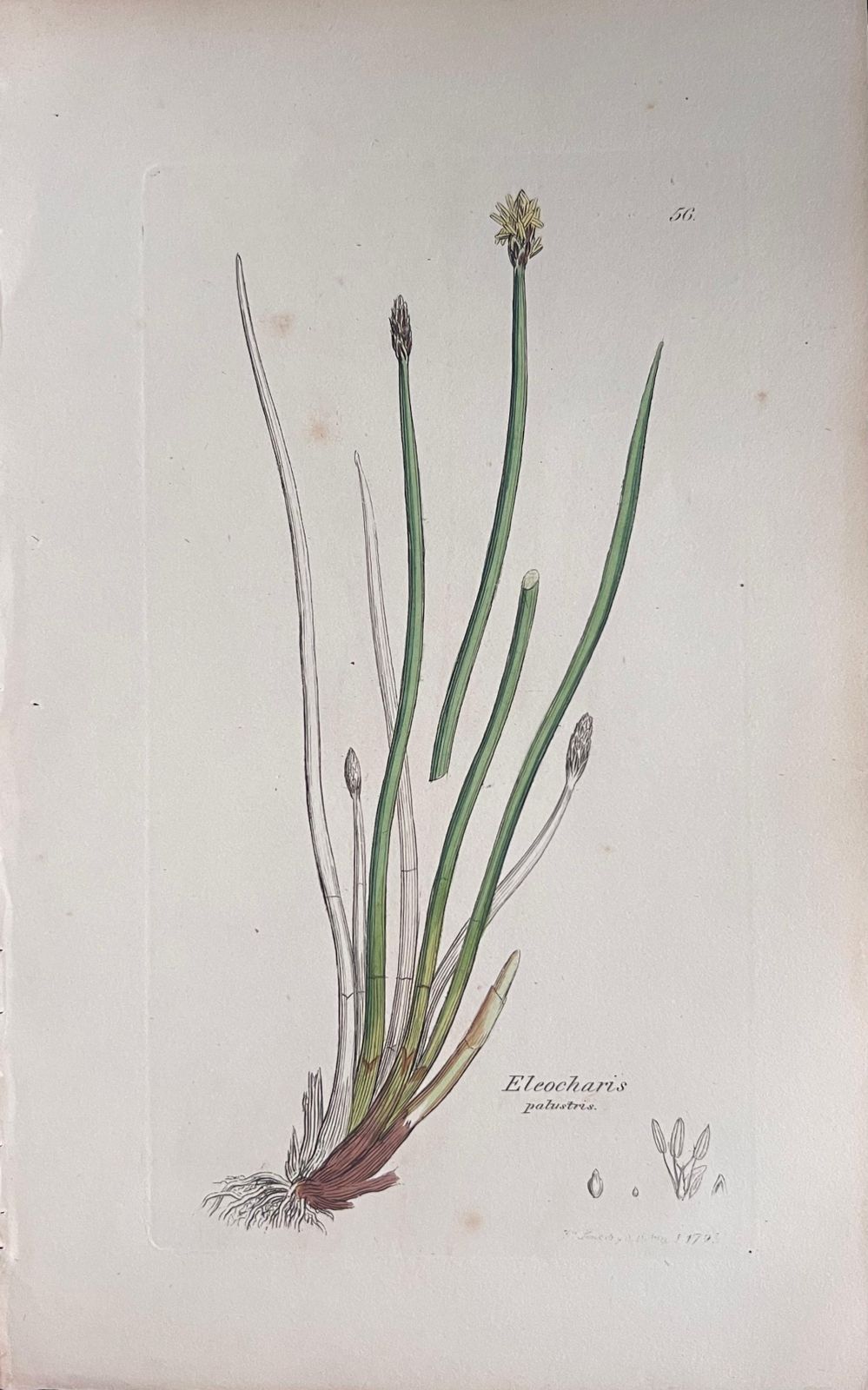 Unknownset Of Six Fine Antique British Hand Coloured Botanical Prints, Circa 1900'searly Mid 19th Century photo Art