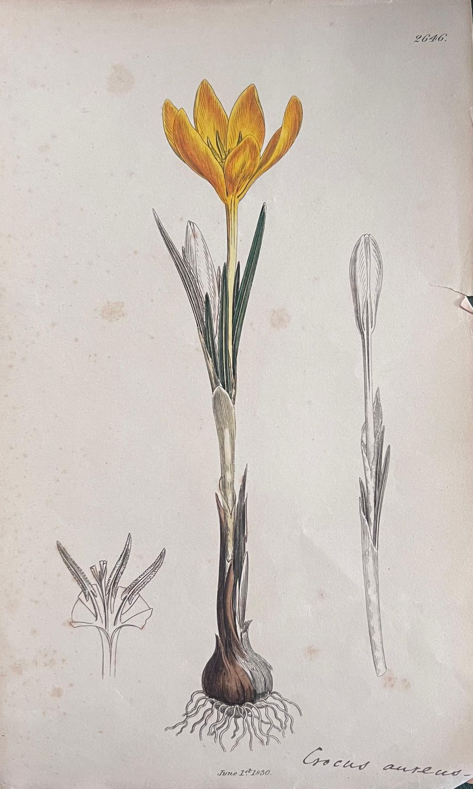 Unknownset Of Six Fine Antique British Hand Coloured Botanical Prints, Circa 1900'searly Mid 19th Century photo furniture