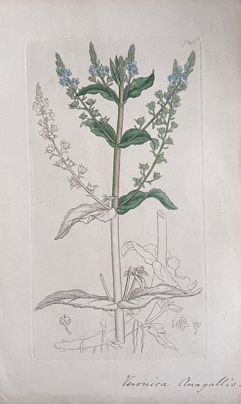 Unknownset Of Six Fine Antique British Hand Coloured Botanical Prints, Circa 1900'searly Mid 19th Century photo buy