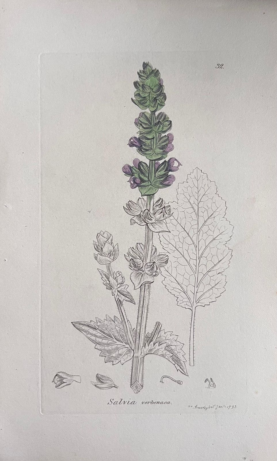 Unknownset Of Six Fine Antique British Hand Coloured Botanical Prints, Circa 1900'searly Mid 19th Century photo 408.0