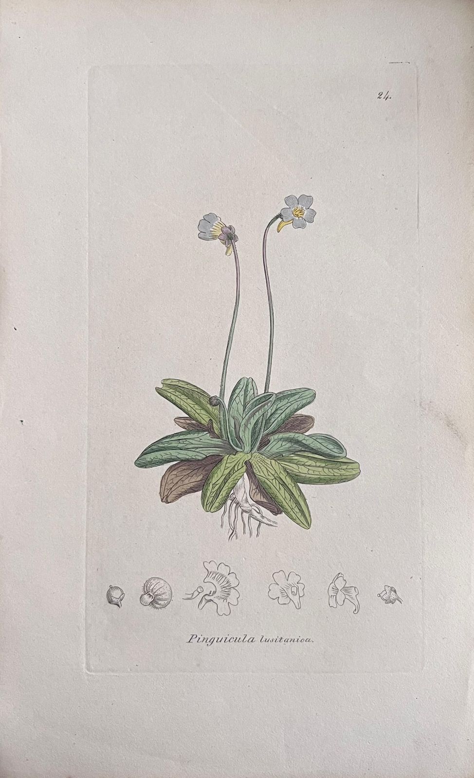 Unknownset Of Six Fine Antique British Hand Coloured Botanical Prints, Circa 1900'searly Mid 19th Century photo vinterior