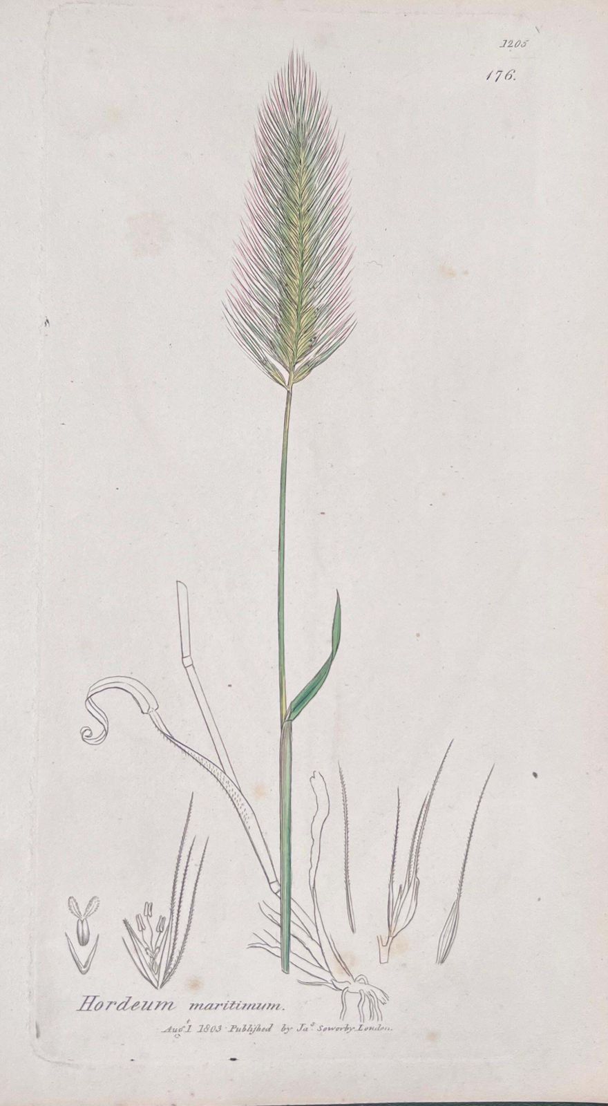 Unknownset Of Six Fine Antique British Hand Coloured Botanical Prints, Circa 1900'searly Mid 19th Century photo furniture