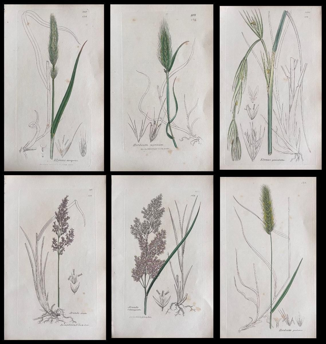 Unknownset Of Six Fine Antique British Hand Coloured Botanical Prints, Circa 1900'searly Mid 19th Century
