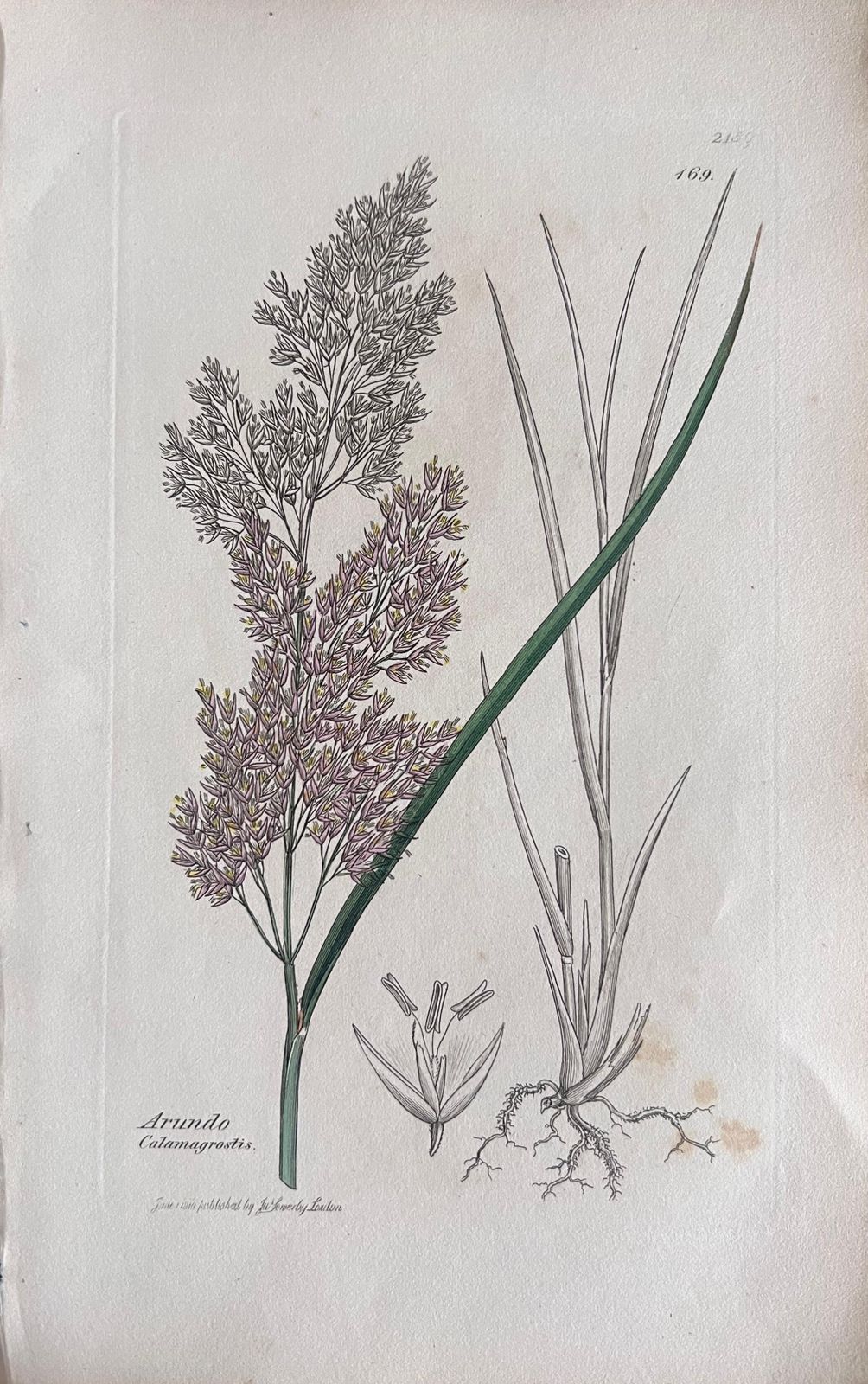 Unknownset Of Six Fine Antique British Hand Coloured Botanical Prints, Circa 1900'searly Mid 19th Century photo vinterior