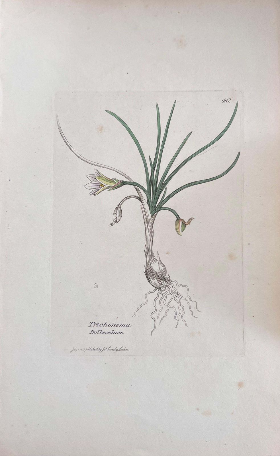 Unknownset Of Six Fine Antique British Hand Coloured Botanical Prints, Circa 1900'searly Mid 19th Century photo vinterior
