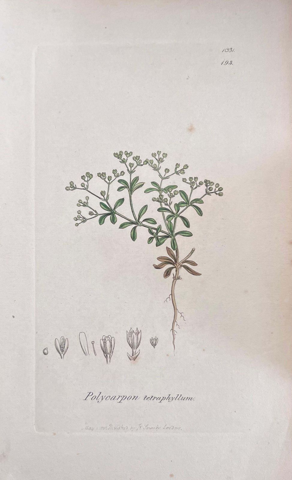 Unknownset Of Six Fine Antique British Hand Coloured Botanical Prints, Circa 1900'searly Mid 19th Century photo buy