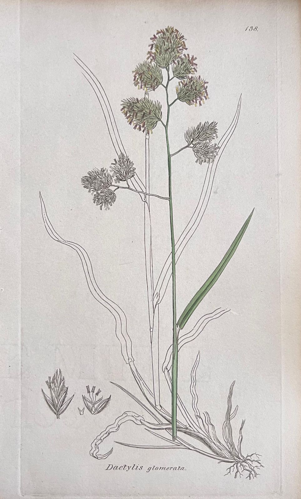 Unknownset Of Six Fine Antique British Hand Coloured Botanical Prints, Circa 1900'searly Mid 19th Century photo Art