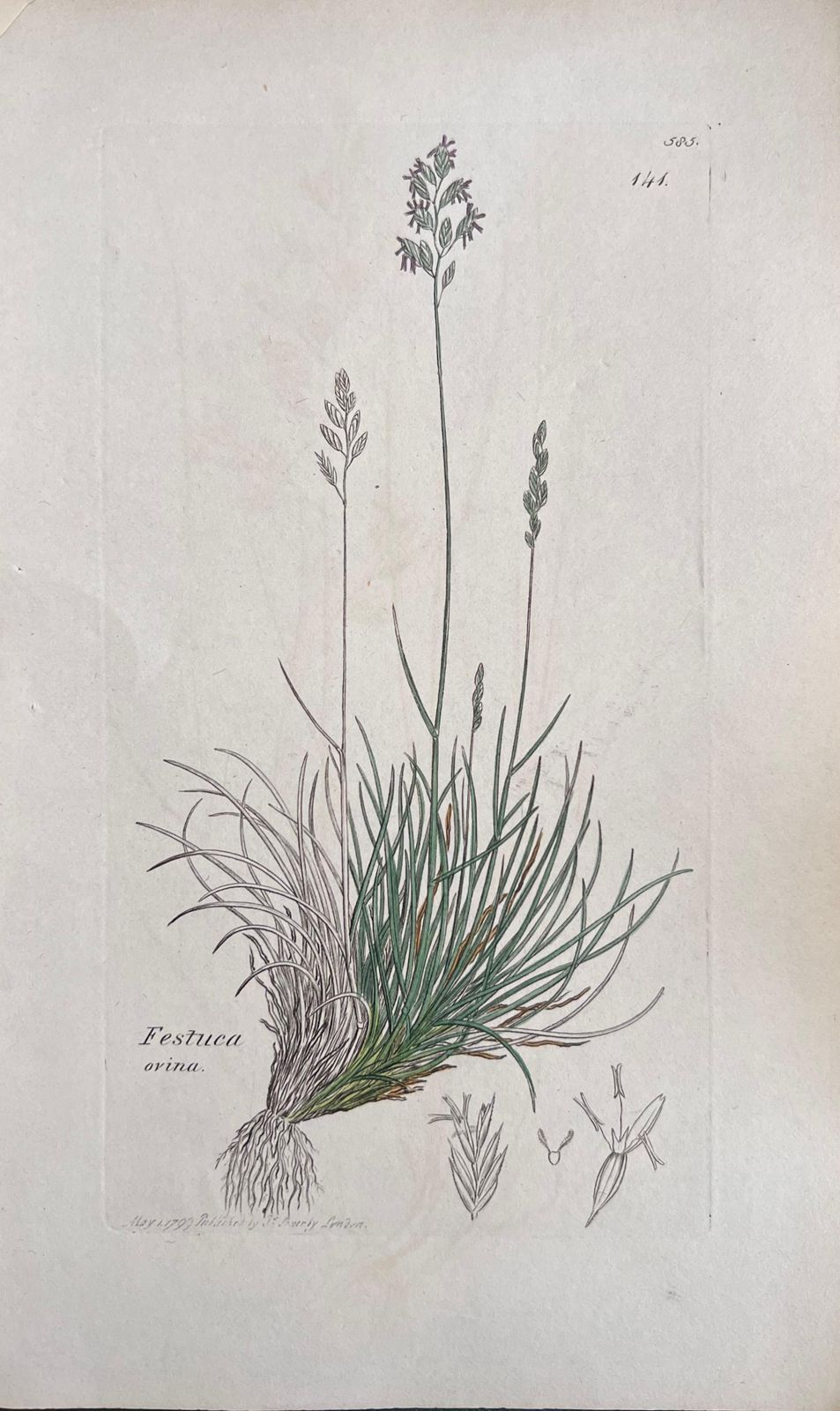 Unknownset Of Six Fine Antique British Hand Coloured Botanical Prints, Circa 1900'searly Mid 19th Century photo vinterior