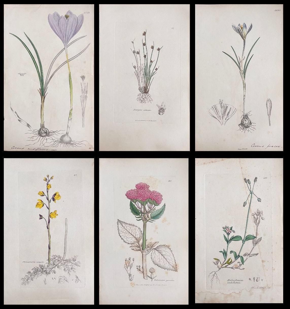 Unknownset Of Six Fine Antique British Hand Coloured Botanical Prints, Circa 1900'searly Mid 19th Century