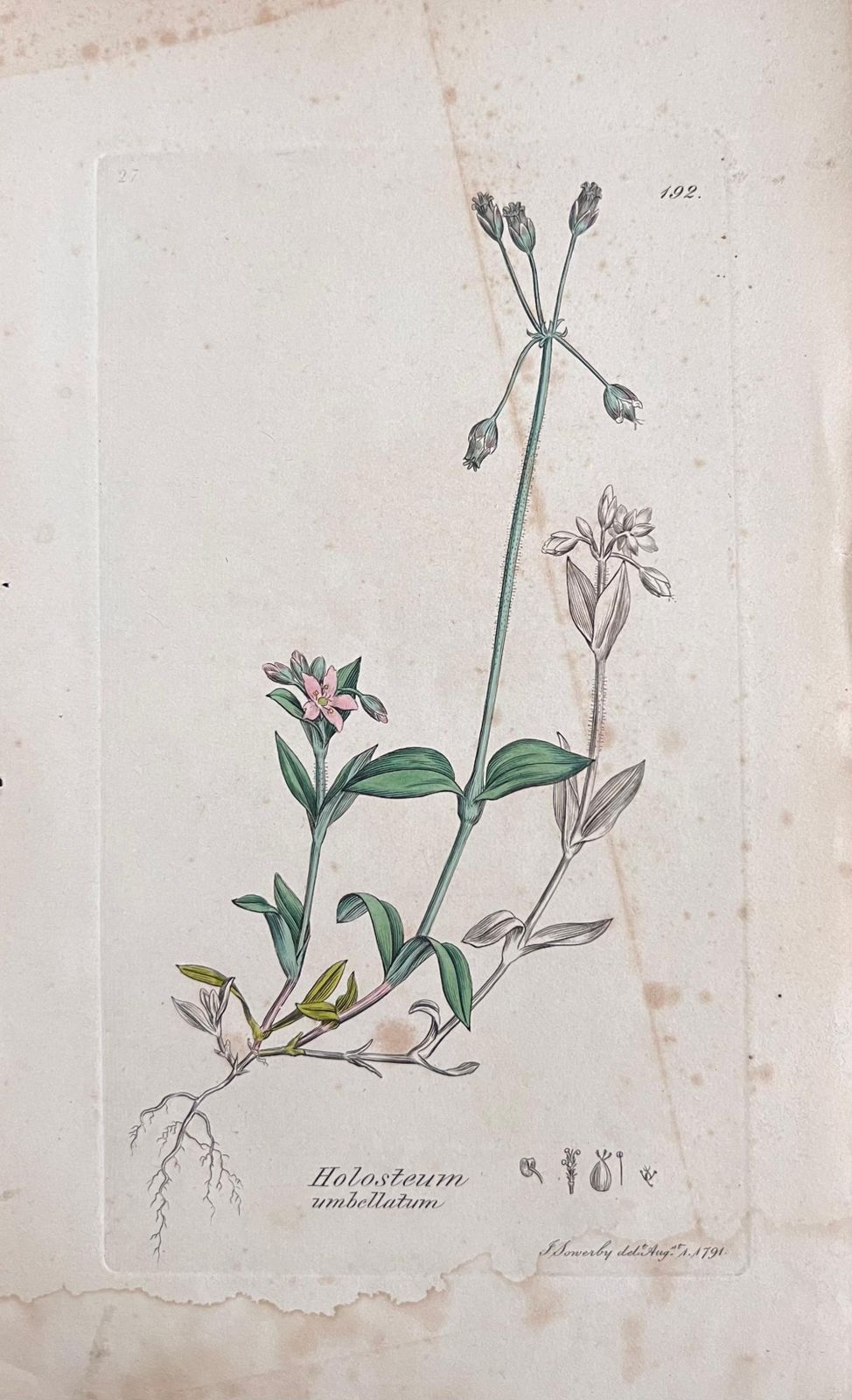 Unknownset Of Six Fine Antique British Hand Coloured Botanical Prints, Circa 1900'searly Mid 19th Century photo furniture