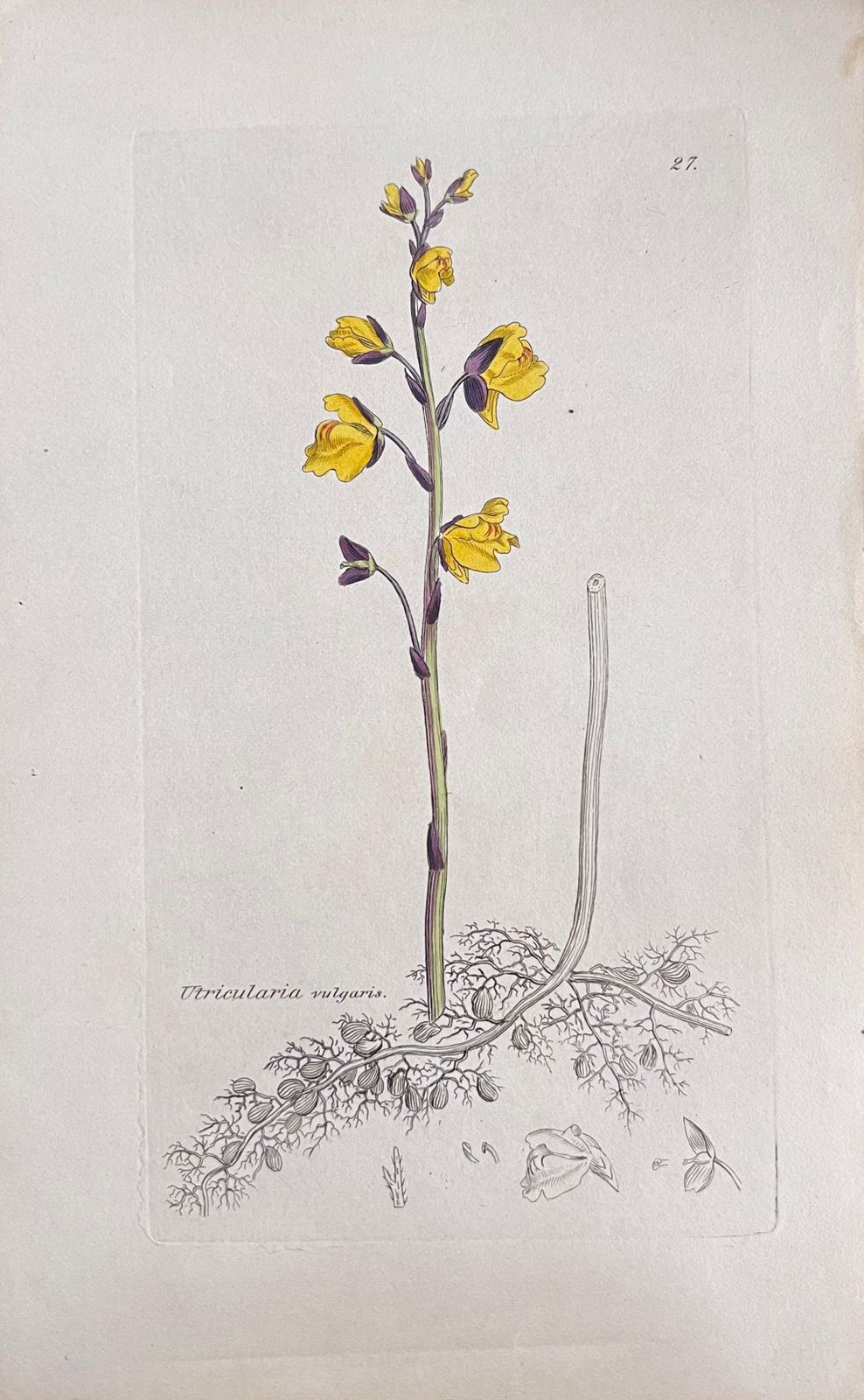 Unknownset Of Six Fine Antique British Hand Coloured Botanical Prints, Circa 1900'searly Mid 19th Century photo 408.0