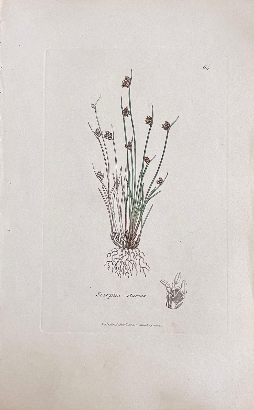 Unknownset Of Six Fine Antique British Hand Coloured Botanical Prints, Circa 1900'searly Mid 19th Century photo vinterior