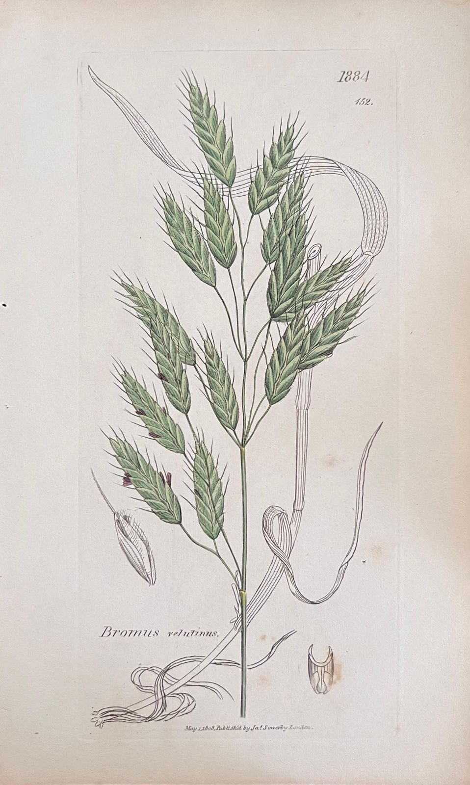 Unknownset Of Six Fine Antique British Hand Coloured Botanical Prints, Circa 1900'searly Mid 19th Century photo 407.0