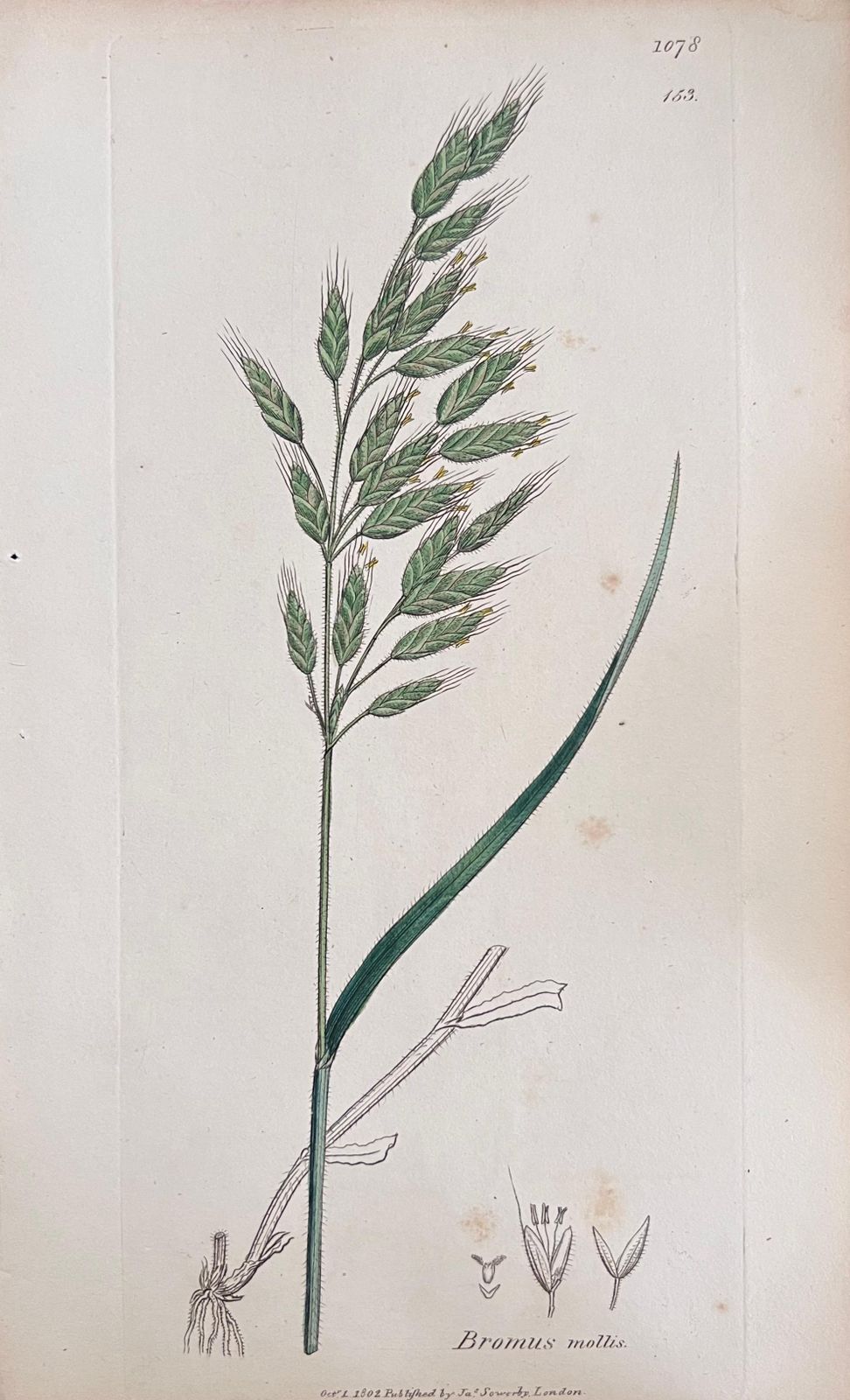 Unknownset Of Six Fine Antique British Hand Coloured Botanical Prints, Circa 1900'searly Mid 19th Century photo vinterior