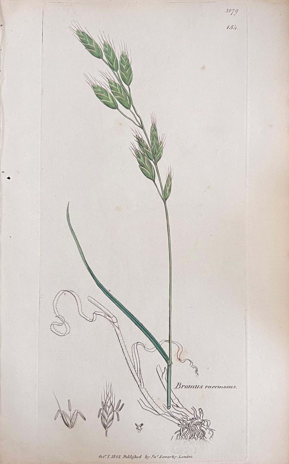 Unknownset Of Six Fine Antique British Hand Coloured Botanical Prints, Circa 1900'searly Mid 19th Century photo buy