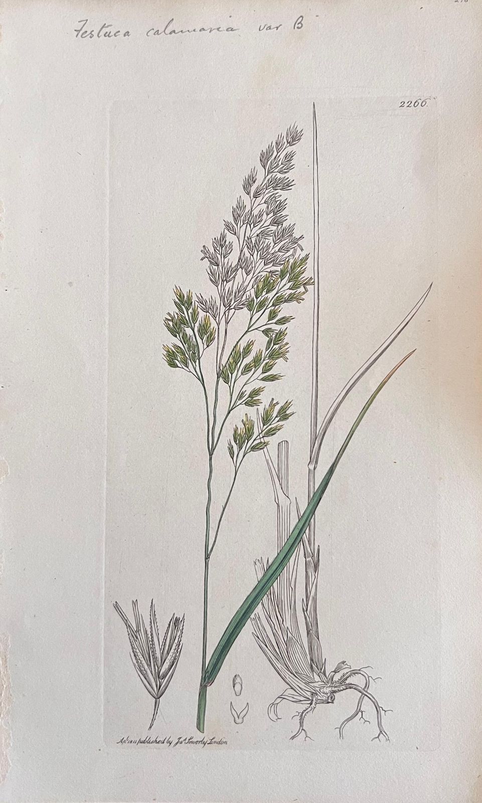 Unknownset Of Six Fine Antique British Botanical Paintings, Circa 1900'searly 19th Century photo furniture