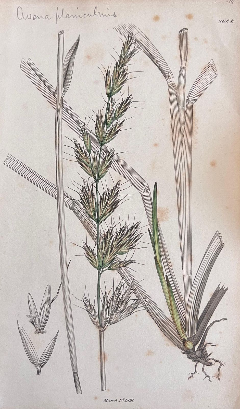 Unknownset Of Six Fine Antique British Botanical Paintings, Circa 1900'searly 19th Century photo Art