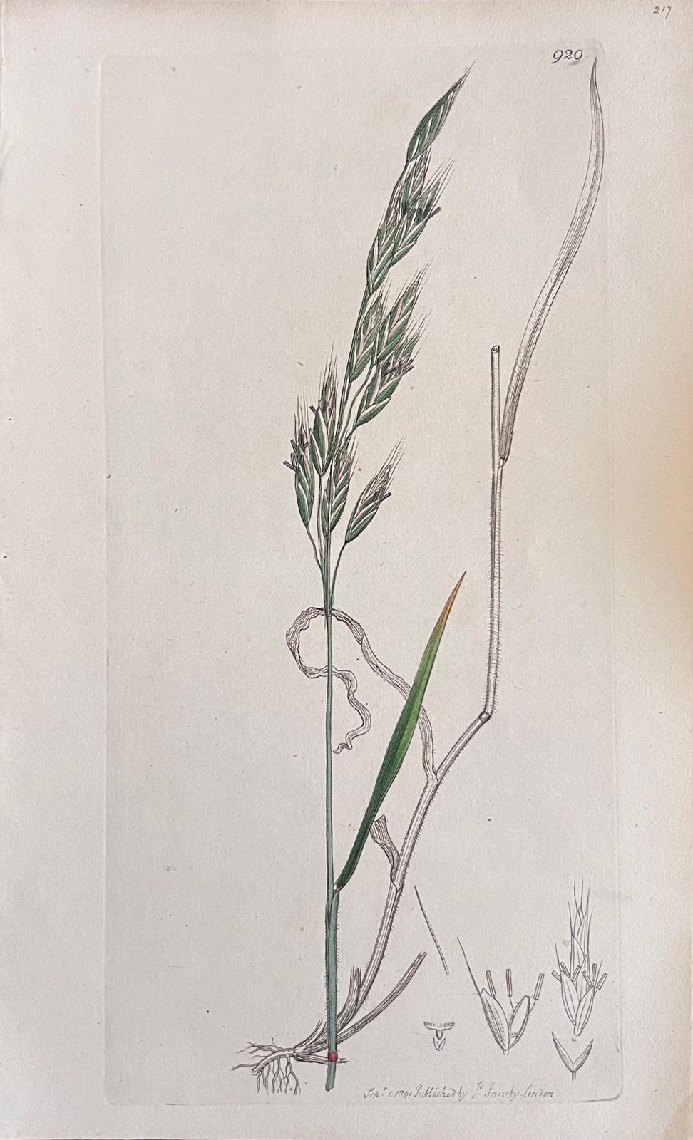 Unknownset Of Six Fine Antique British Botanical Paintings, Circa 1900'searly 19th Century photo 400.0