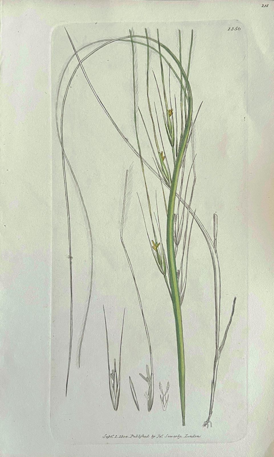 Unknownset Of Six Fine Antique British Botanical Paintings, Circa 1900'searly 19th Century photo vinterior