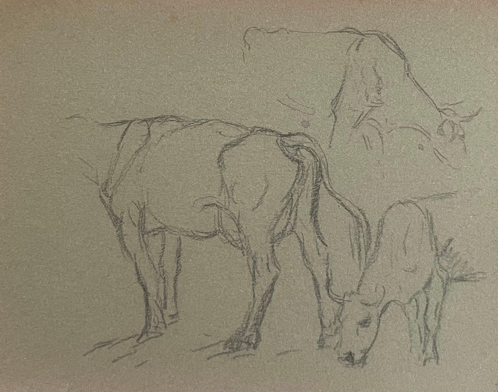 John Rabone Harveybritish Chalk Pencil Sketches Of Cows And Calfs In Field1966