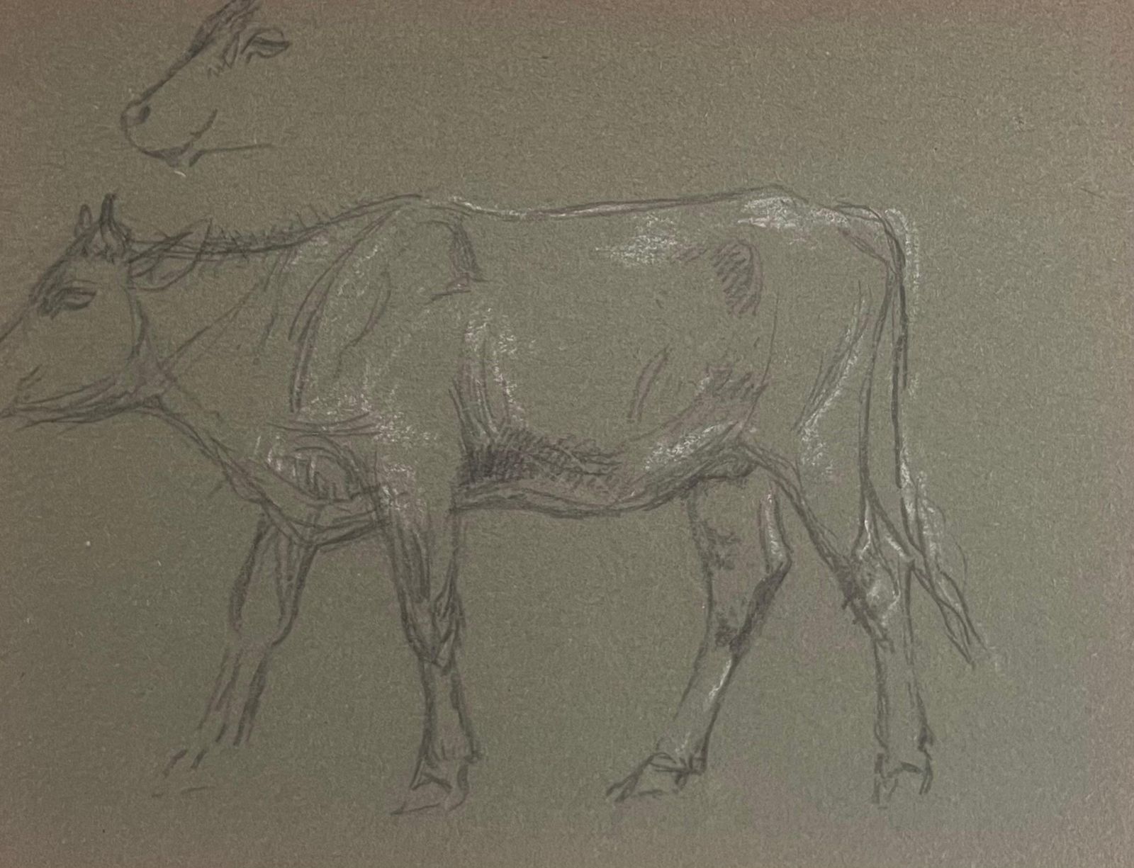 John Rabone Harveybritish Chalk Pencil Sketch Of A Cow Side Profile And Face Sketch1966