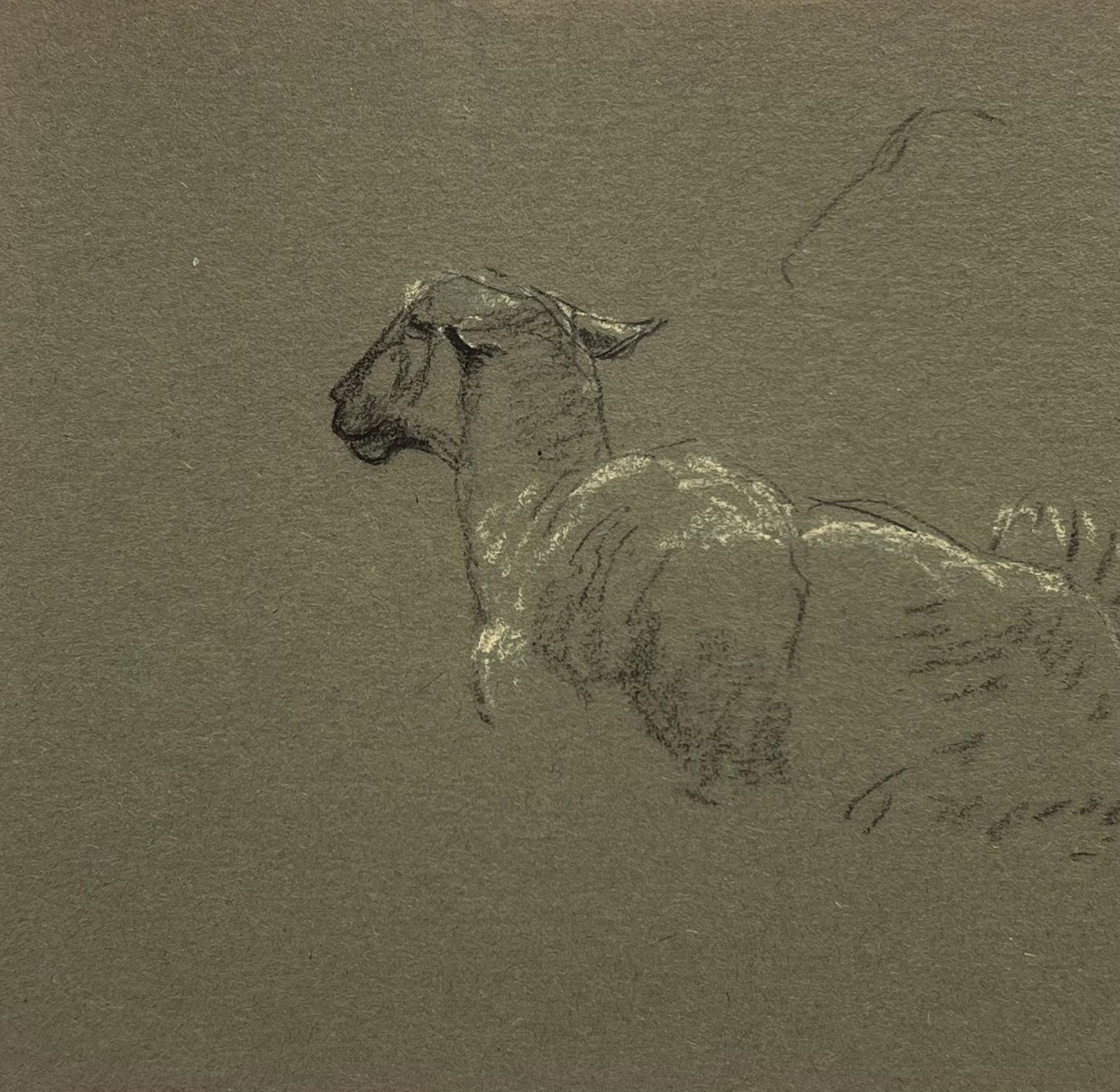 John Rabone Harveybritish Chalk Pencil Sketch Of Sheep Lying Down With Pricked Ears1966 photo Art