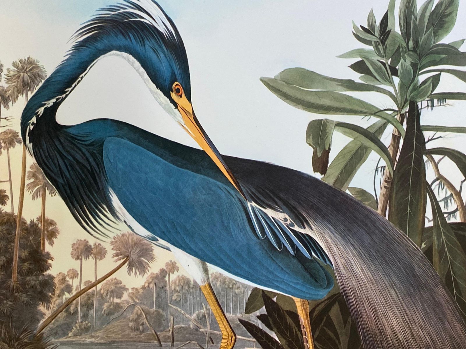 Unknownlarge Classical Bird Color Print After John James Audubon, Louisiana Heron20th Century photo Art