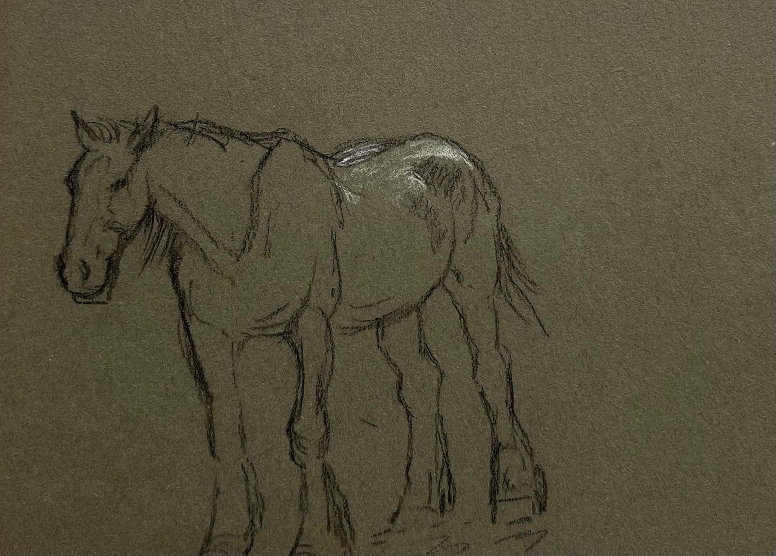 John Rabone Harveybritish Chalk Sketch Of A Young Horse With White Markings1966 photo for sale