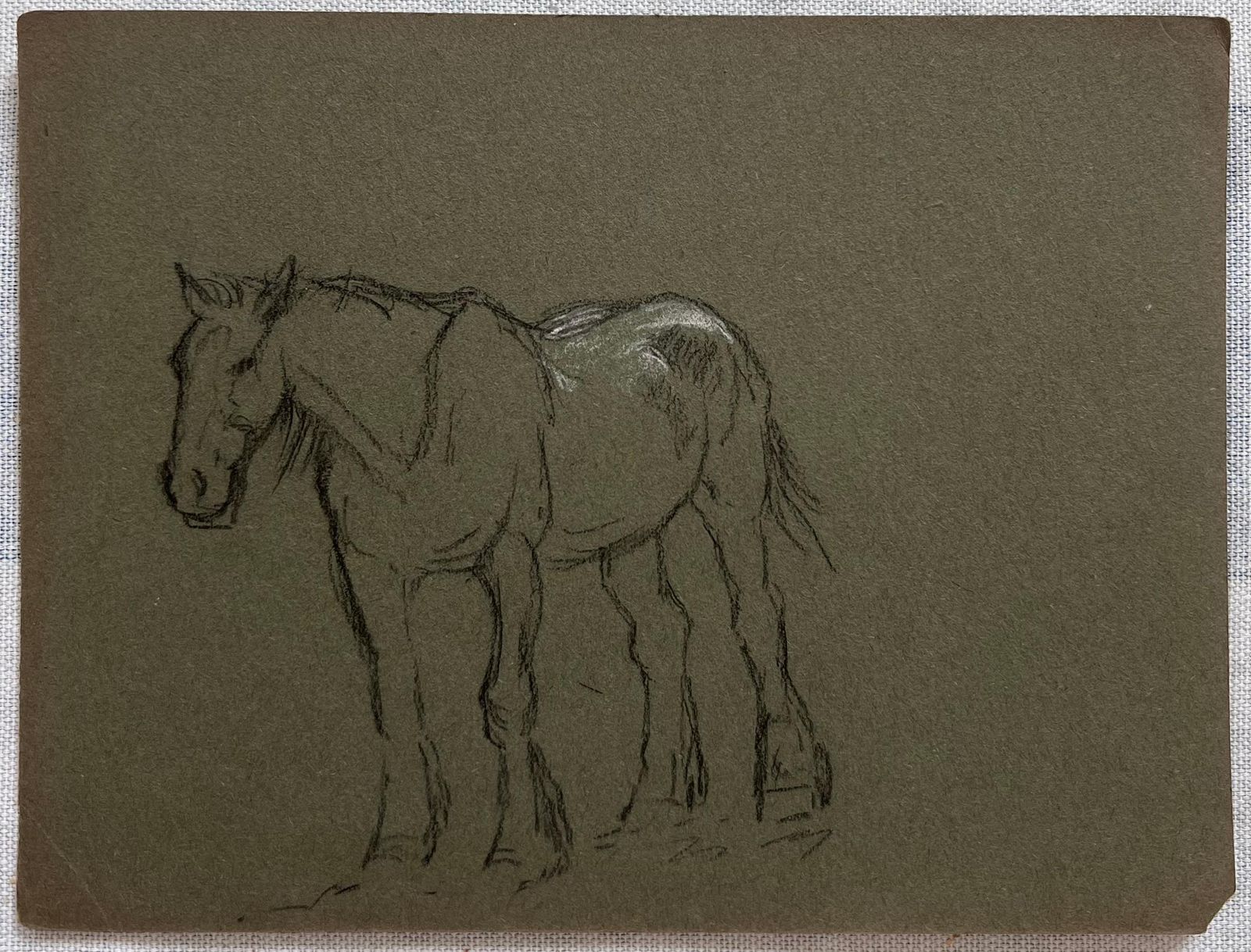 John Rabone Harveybritish Chalk Sketch Of A Young Horse With White Markings1966 photo Art