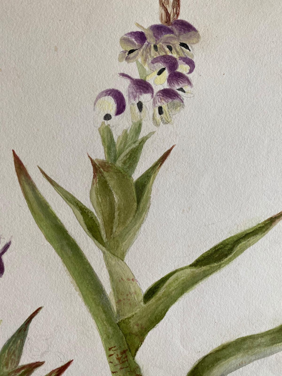 Unknownfine Antique British Botannical Watercolour Painting, Circa 1900'scirca 1900s photo for sale