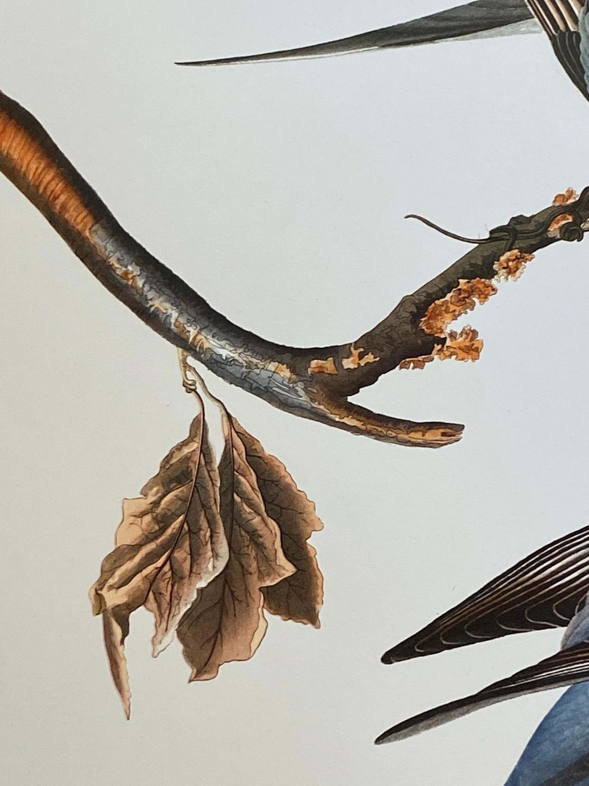 Unknownlarge Classical Bird Color Print After John James Audubon, Passenger Pigeon20th Century photo for sale