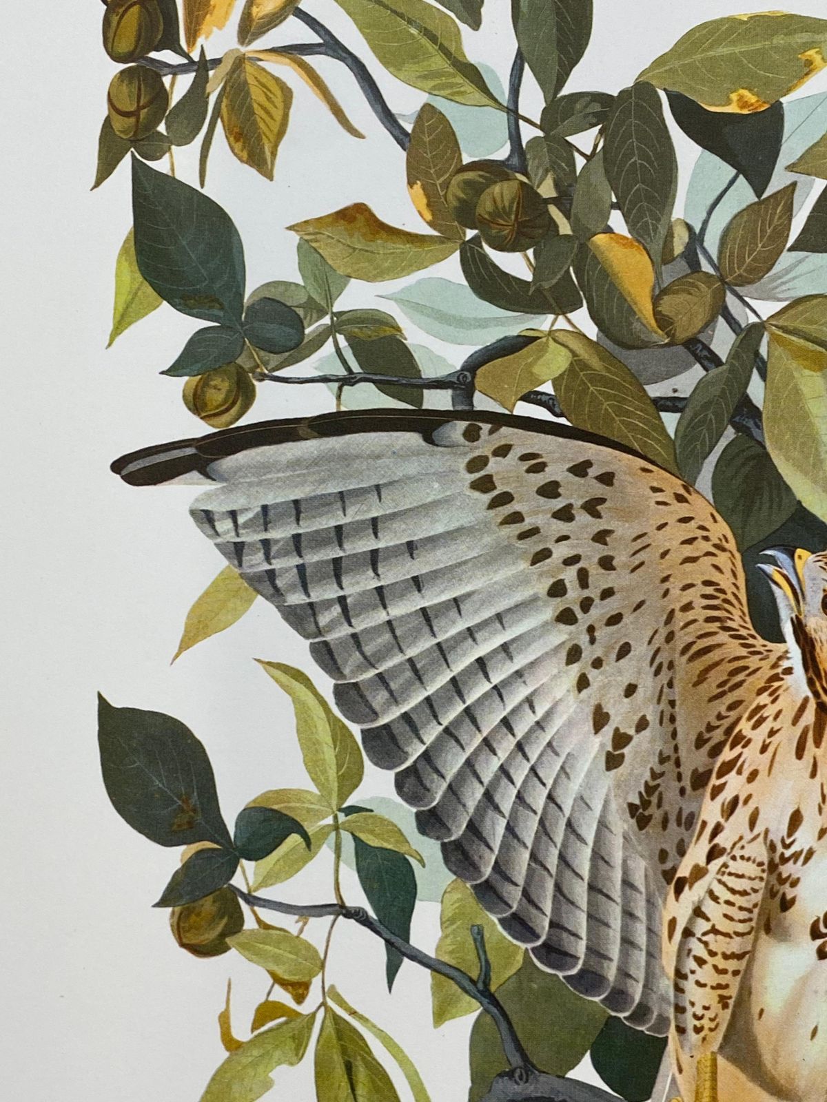 Unknownlarge Classical Bird Color Print After John James Audubon, Cat Bird20th Century photo for sale