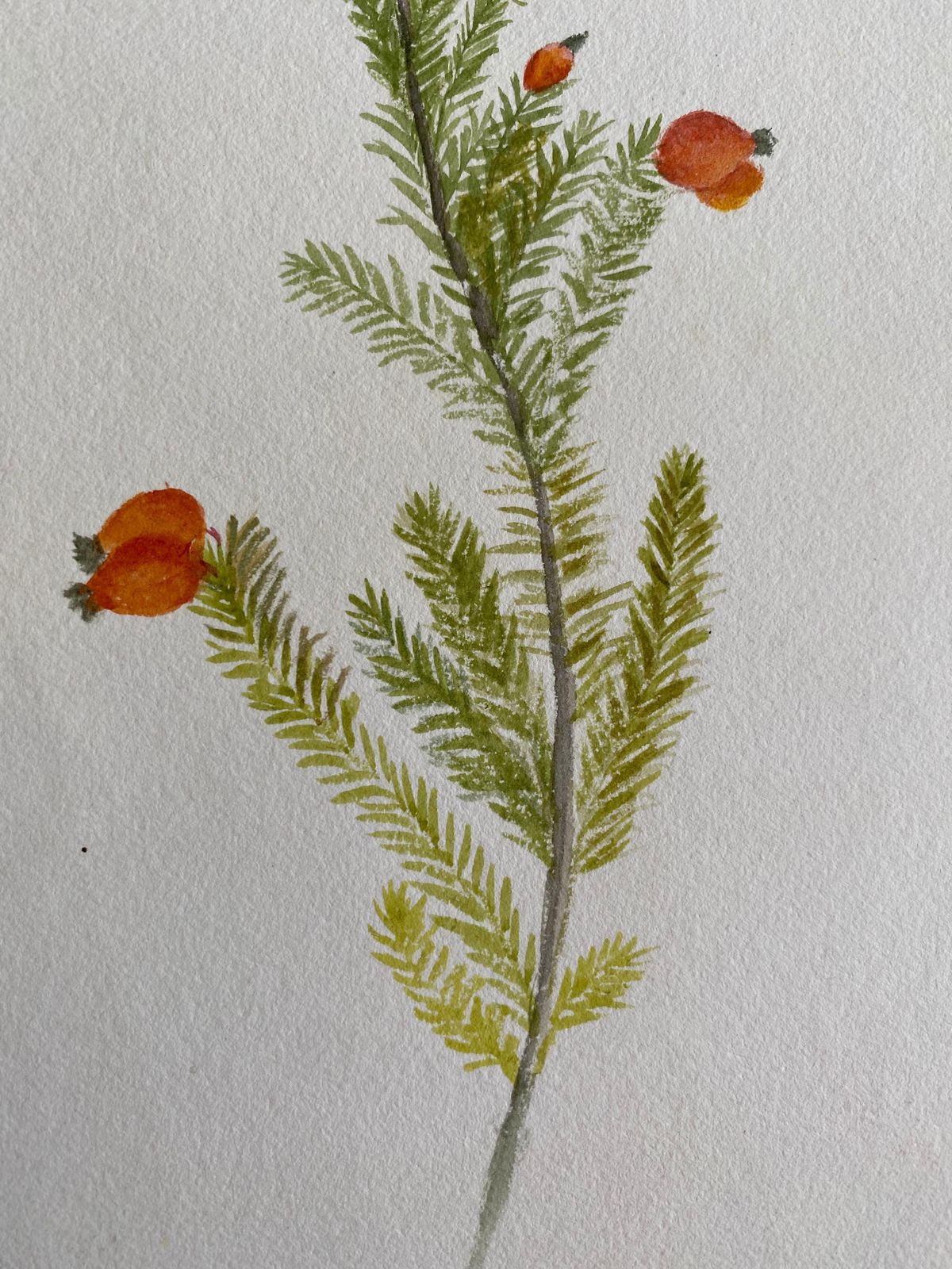 Unknownfine Antique British Botannical Watercolour Painting, Circa 1900'scirca 1900s photo vinterior