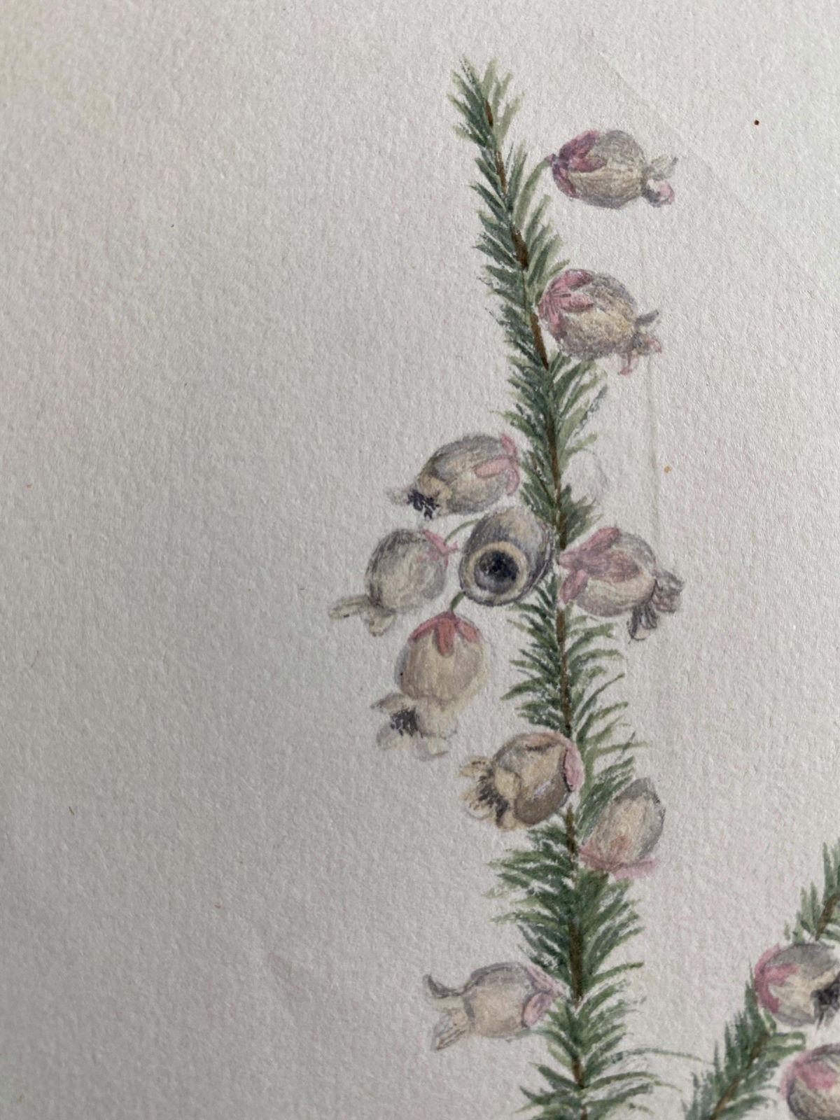 Unknownfine Antique British Botannical Plant Watercolour Painting, Circa 1900'scirca 1900s photo for sale