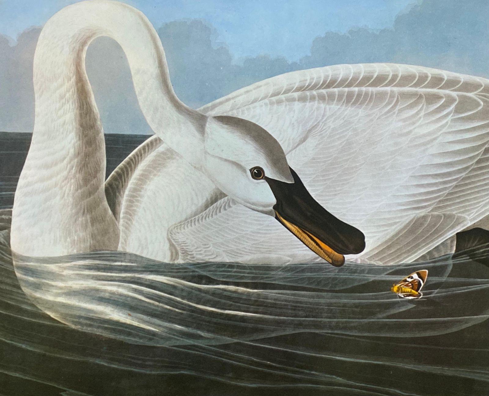 Unknownlarge Classical Bird Color Print After John James Audubon, Trumpeter Swan20th Century