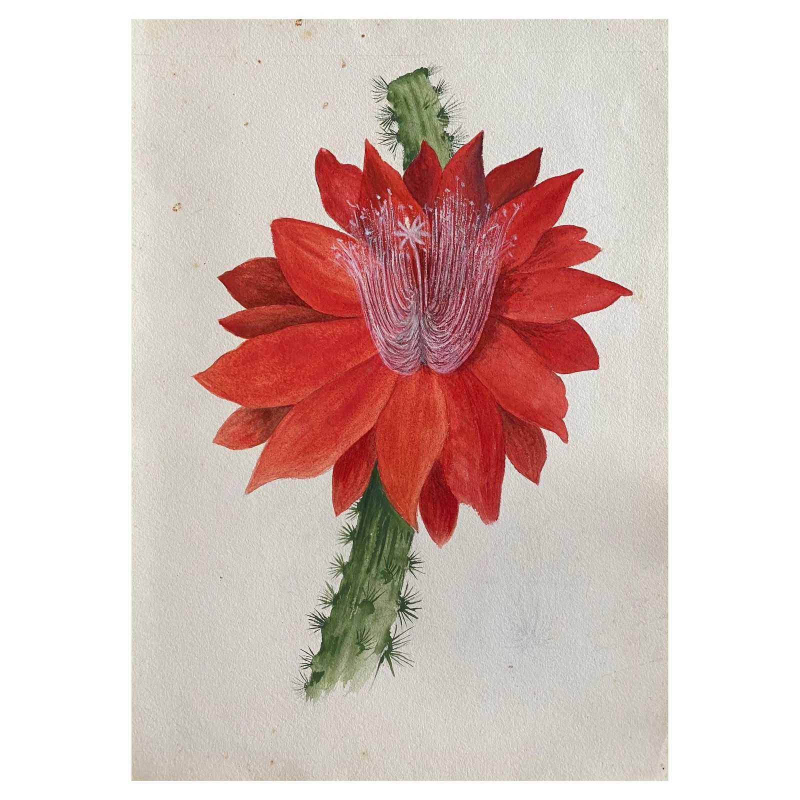 Unknownfine Antique British Botannical Watercolour Painting, Circa 1900's Red Flowercirca 1900s