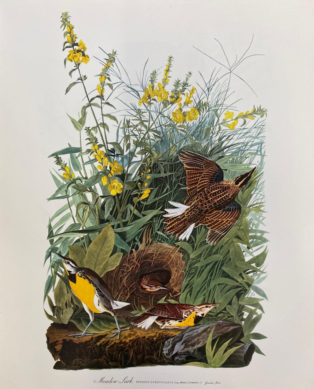 Unknownlarge Classical Bird Color Print After John James Audubon, Meadow Lark20th Century photo furniture