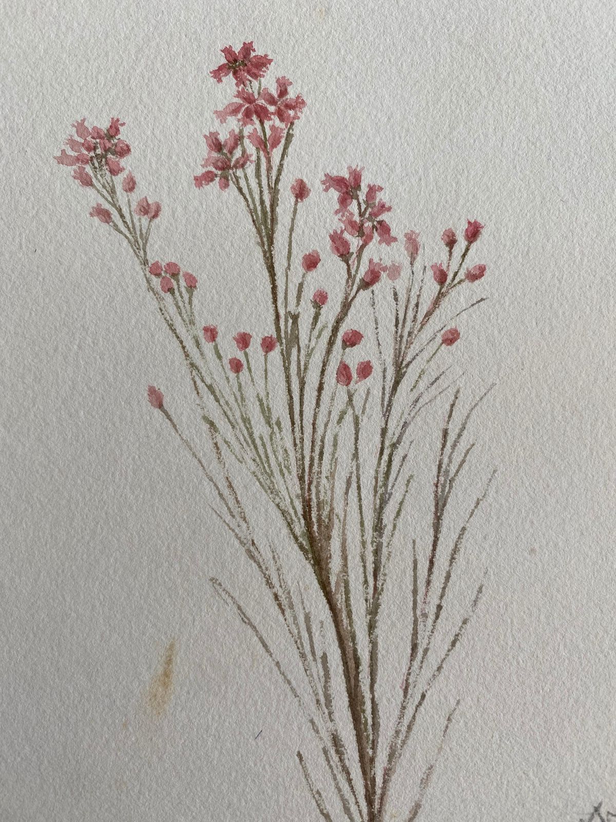 Unknownfine Antique British Botannical Watercolour Painting, Circa 1900'scirca 1900s photo furniture