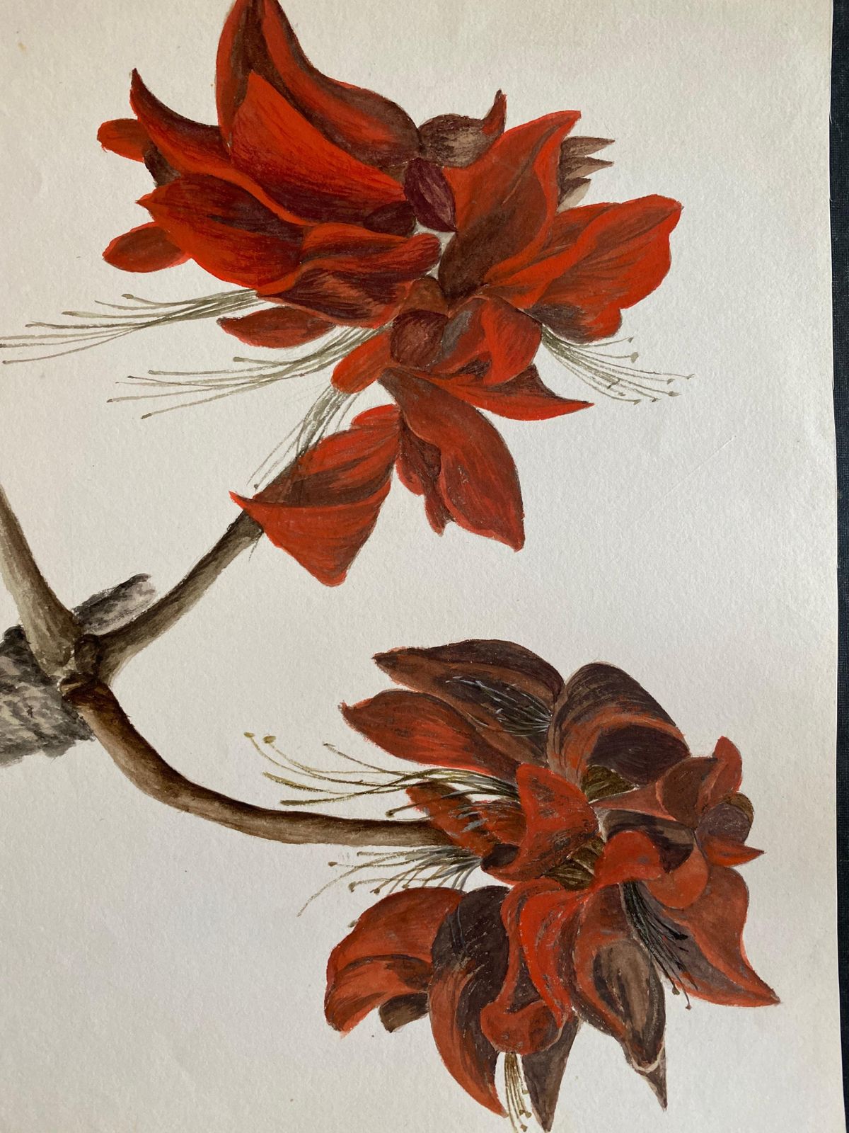 Unknownfine Antique British Botannical Watercolour Painting, Circa 1900's Red Flowercirca 1900s photo furniture